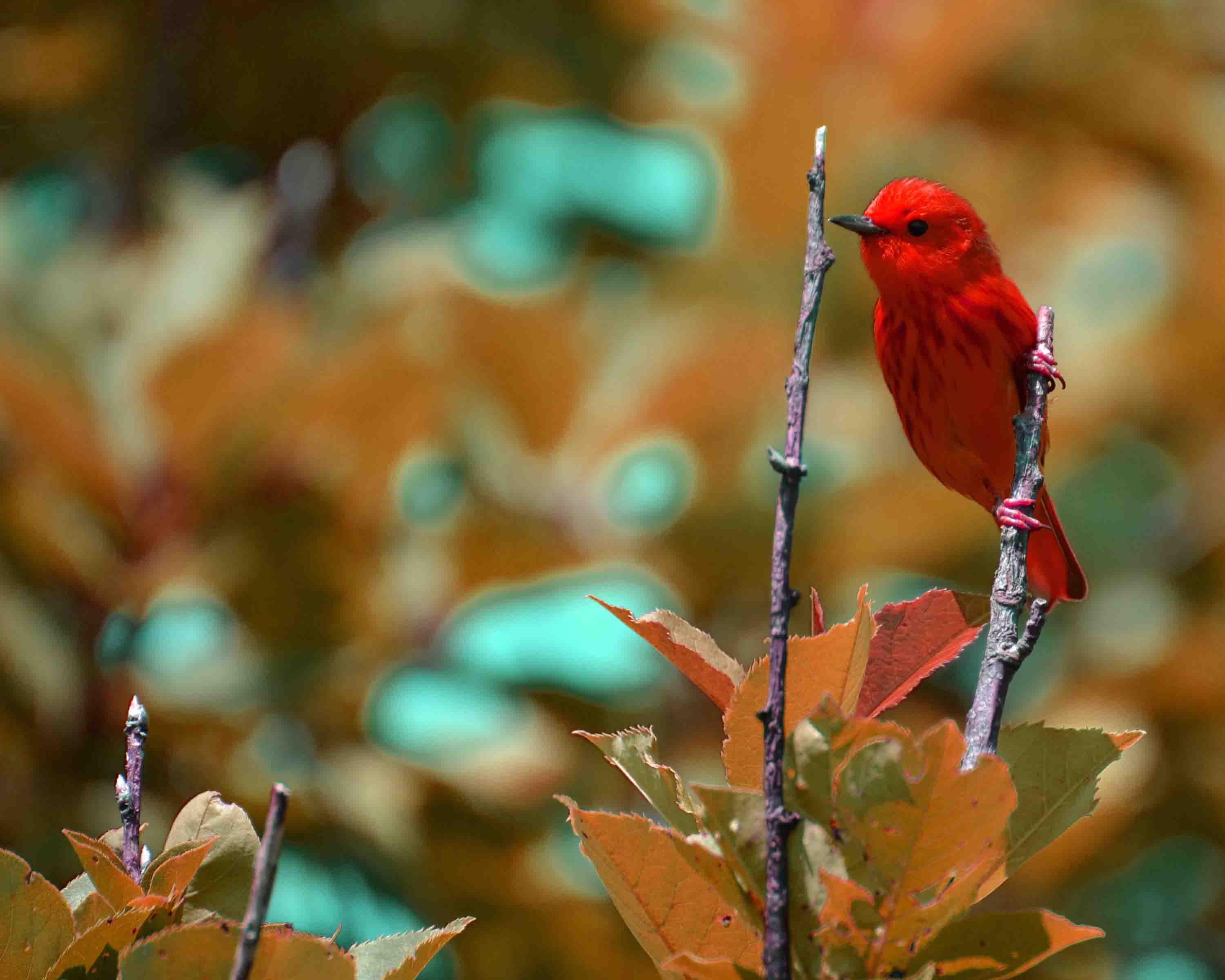 yellow warbler