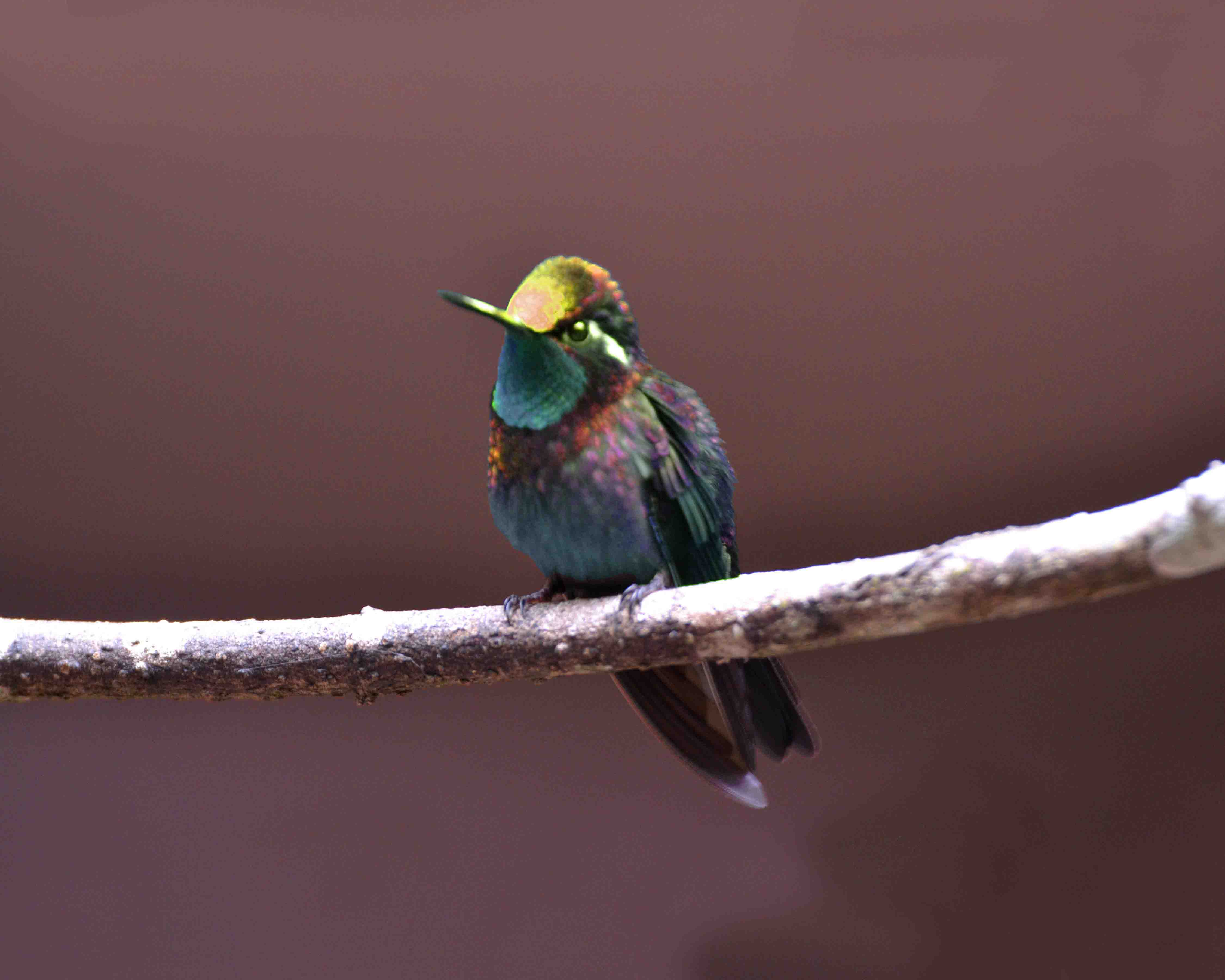 purple-throated mountain-gem