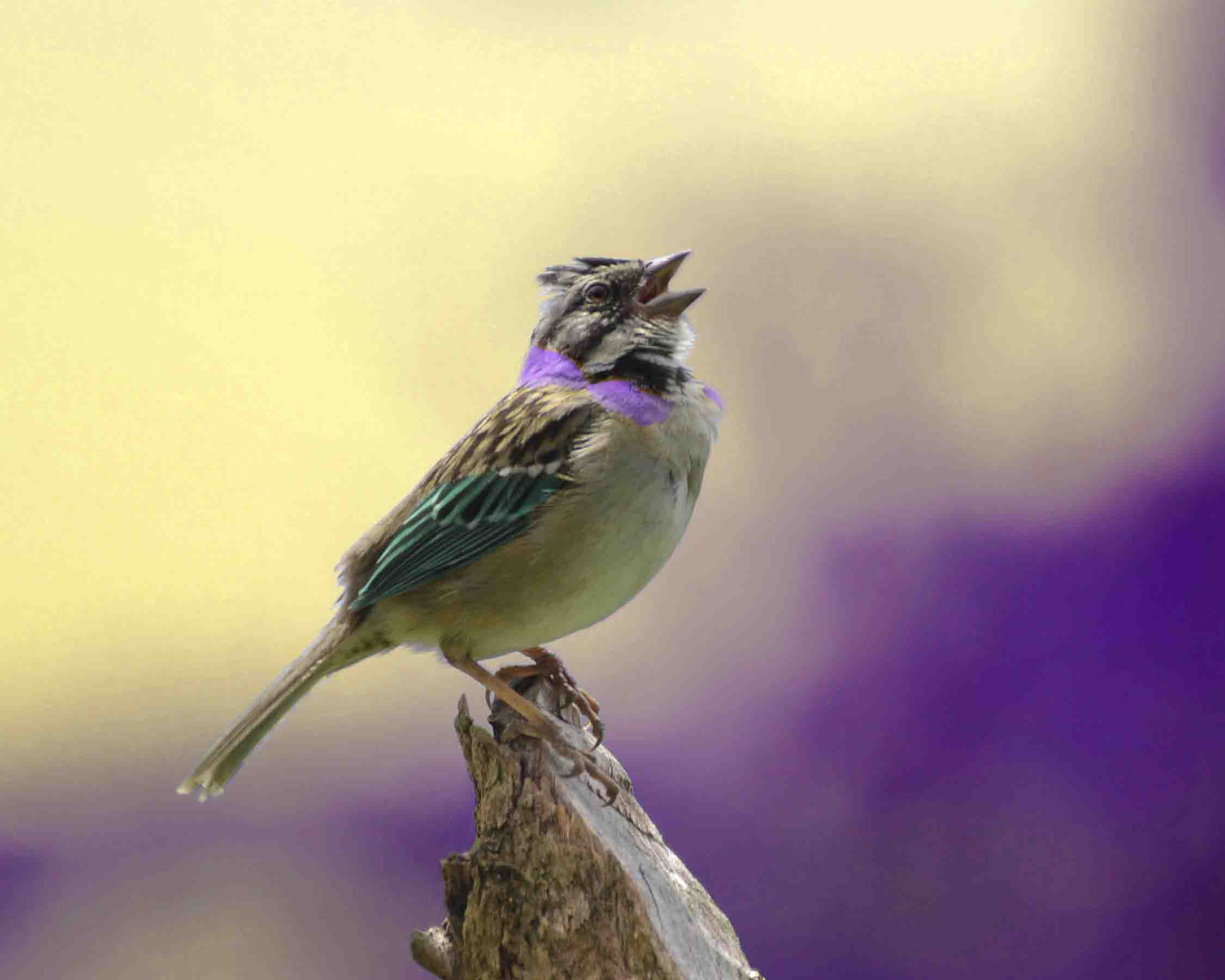 rufous-collared sparrow